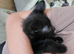 10 week old boy kitten