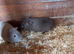 Baby Guinea pigs for sale