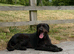 Giant Schnauzer Female 12 Months Old NOT KC