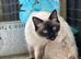 Ragdoll seal point female 1 year