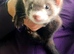 Gorgeous Angora x ferret kits