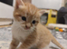 Last Adorable All Ginger Male Kitten