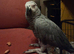 African grey parrot for sale