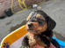 Miniature long hair dachshund puppies
