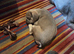 French bulldog pups