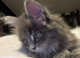 Polydactyl blue girl looking for forever home