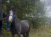 Beautiful yearling colt