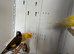 Goldfinch hens
