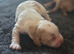 Kc registered cocker spaniels
