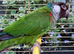 Rare Stunninh White Eared Conure