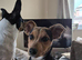 Jack Russell