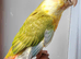 Handreared Tame Baby Cinnamon Pineapple conure