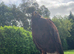 Male Harris Hawk