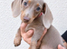 Miniature dachshunds health clear