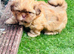 Stunning liver small Shih Tzu boy puppy
