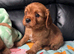 Ruby King Charles Cavalier Health Tested