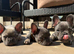 Frenchie for sell