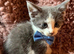 Gorgeous blue and white kittens