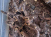 G.Pulchripes