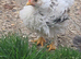 frazzler x Pekin Bantam