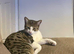 Simba needs a new loving home
