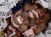 Baby pet rats ready to leave 3rd November.
