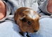 2California x boys guinea pigs IP3