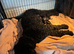 Ready to this weekendONE RESERVED .SIX STUNNING STANDARD POODLES