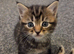 3 beautiful kittens