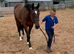 Quality Irish Sports Horse Gelding