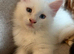 Beautiful Maine coons 8 weeks old