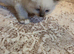 Ragdoll kittens ready 26/9