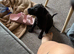 Patterdale dog