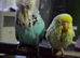 Examination budgie