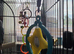 2x budgies cage food