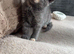 Russian blue x tabby kittens