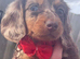 Miniature Dachshund girls