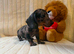Miniature dachshund