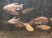 Congo tetra large group