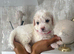 READY TO RESERVE Cavapoochon pupps