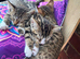Half Bengal Kittens