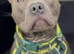 Blue Staffordshire bull terrier for sale 15 months old