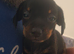 5 Chiweenie puppies for sale (3 still Available)