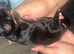 Beautiful Full Doberman Puppies – Ready from 8 Weeks