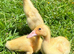 Indian Runner Ducks & Fertile Hatching Eggs