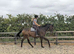 Kind hearted BFG Thoroughbred... Yes he's 18hh!!