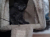 2 cute kittens (male)