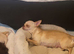 Toy mini chihuahuas puppies