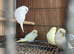 Lovely baby budgies