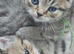 Exceptional Tica registered british shorthairs